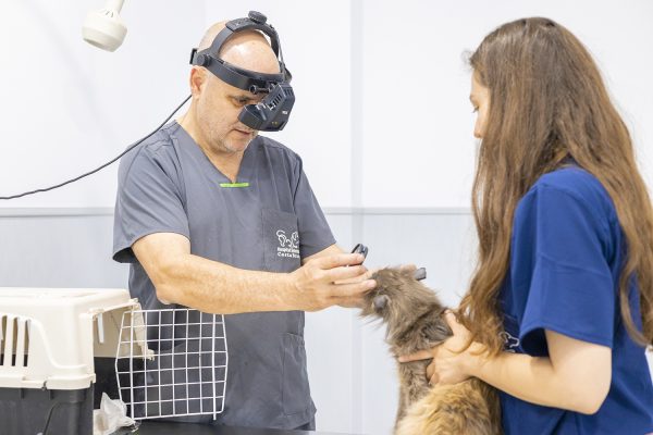 Oftalmologia per a mascotes Hospital Veterinari Costa Brava de Girona