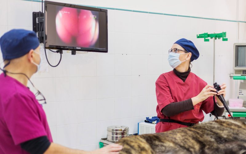 Endoscopia per a mascotes a Hospital Veterinari Costa Brava de Palafrugell