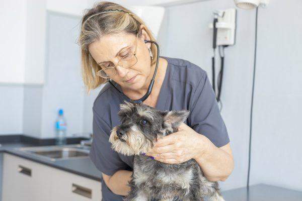 Servei Urgències 24h amb gos a Hospital Veterinari Costa Brava de Palafrugell